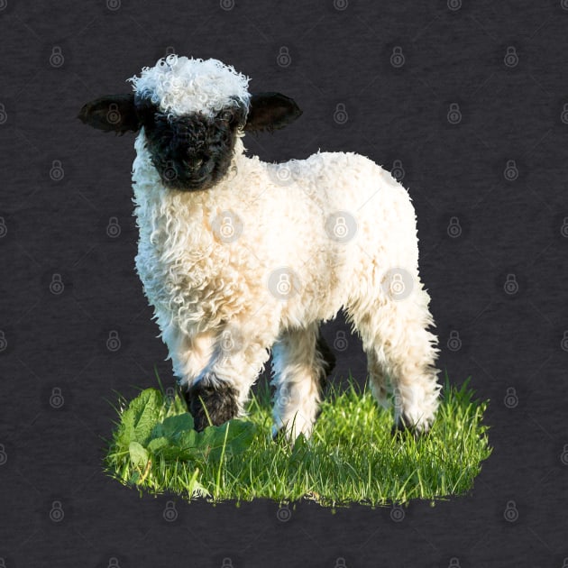 Valais Blacknose Lamb in a Meadow by Jane Stanley Photography